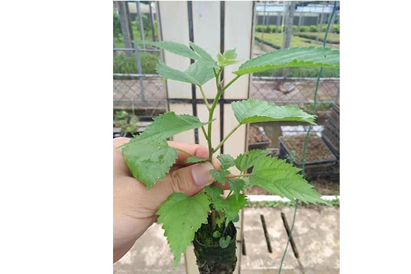 国产麻豆文化传媒精品一区