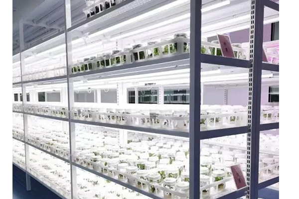 国产麻豆文化传媒精品一区苗瘦弱、徒长原因以及应对措施