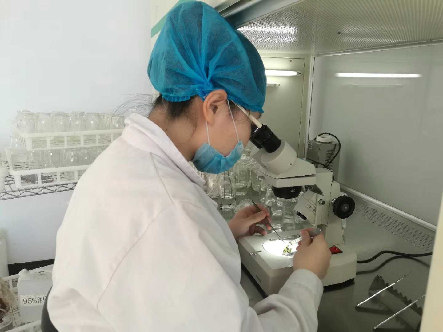 国产麻豆文化传媒精品一区苗，国产麻豆文化传媒精品一区，组织培养